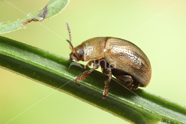 Gonioctena olivacea