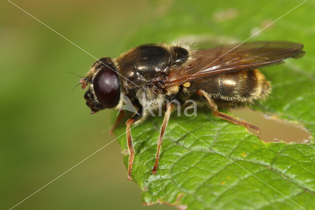 Laat hoefbladgitje (Cheilosia canicularis)