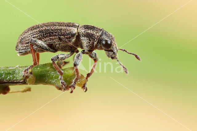 Bladrandkever (Sitona lineatus)