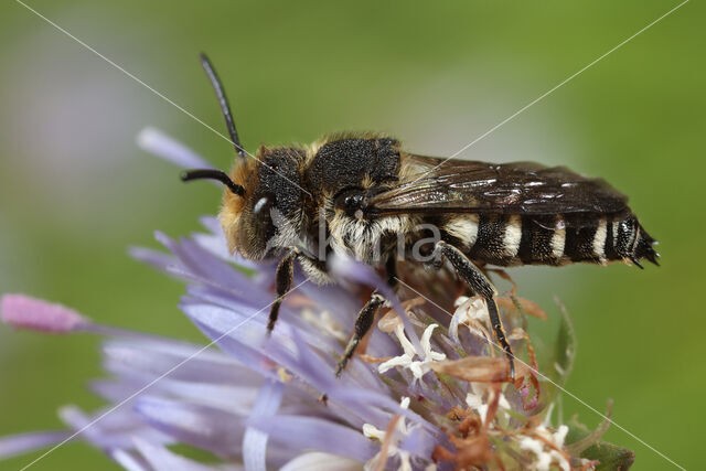 Duinkegelbij (Coelioxys mandibularis)