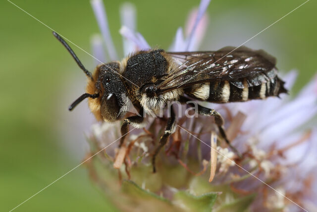 Duinkegelbij (Coelioxys mandibularis)