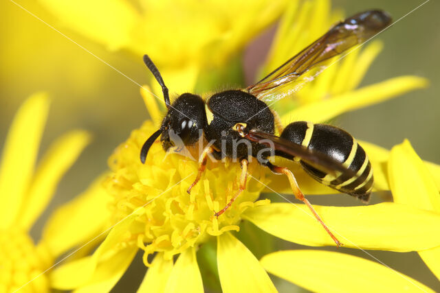 Gewone Schoorsteenwesp (Odynerus spinipes)