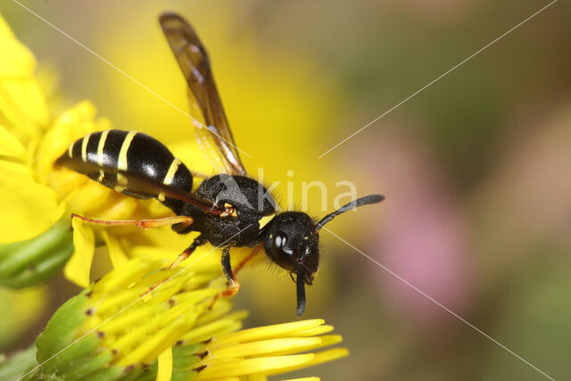 Gewone Schoorsteenwesp (Odynerus spinipes)