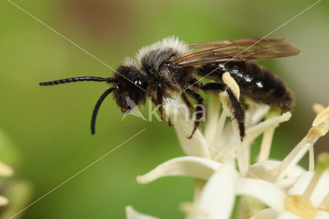 Koolzwarte zandbij (Andrena pilipes)