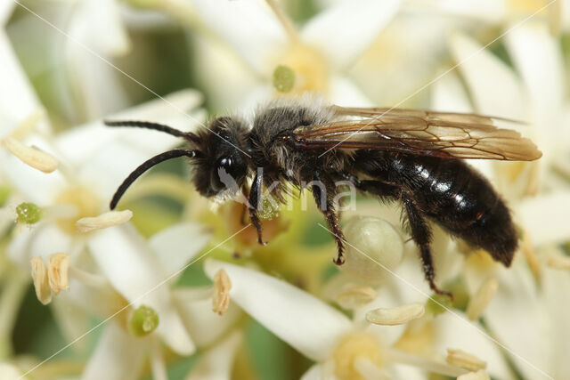 Koolzwarte zandbij (Andrena pilipes)