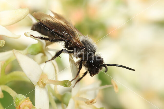 Koolzwarte zandbij (Andrena pilipes)