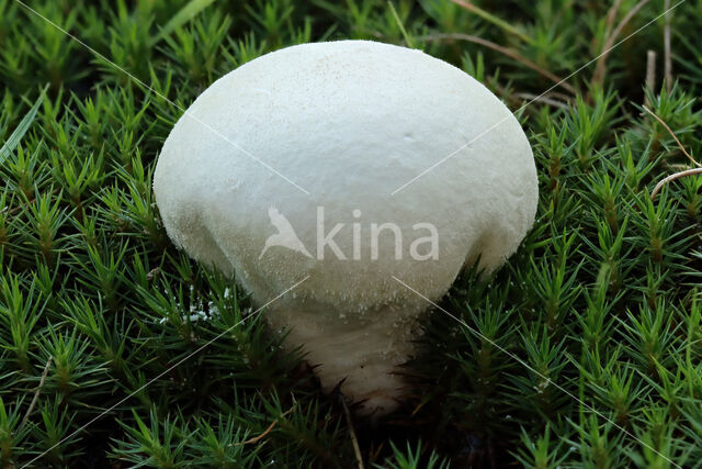 Lycoperdon lividum