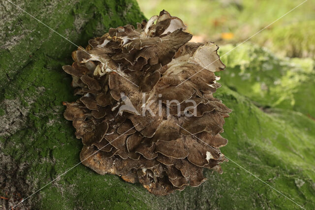 Hen of the woods (Grifola frondosa)