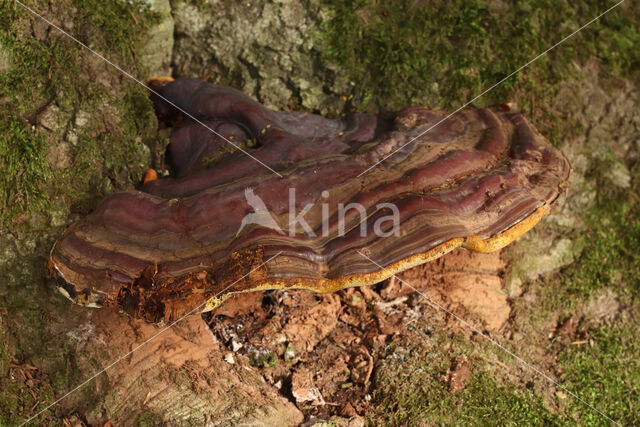 Harslakzwam (Ganoderma resinaceum)