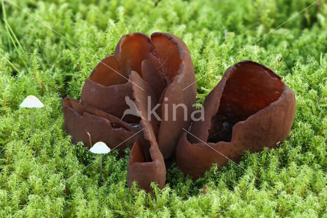 Toad's ear (Otidea bufonia)