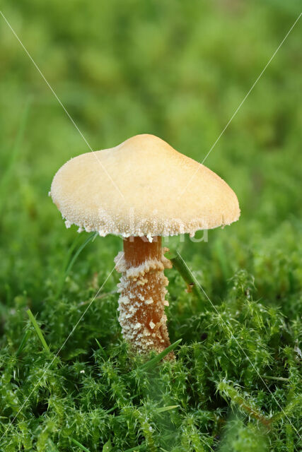 Earthy Powdercap (Cystoderma amianthinum)