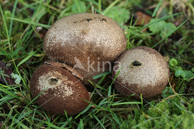 Zwartwordende stuifzwam (Lycoperdon foetidum)