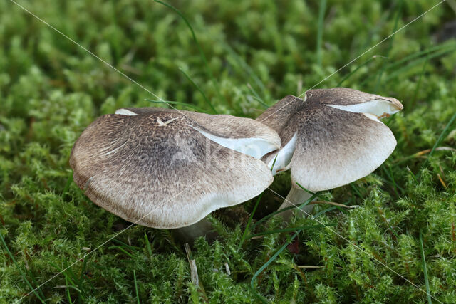 Tricholoma scalpturatum