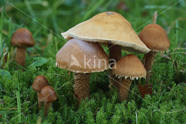 Okergele korrelhoed (Cystoderma amianthinum)