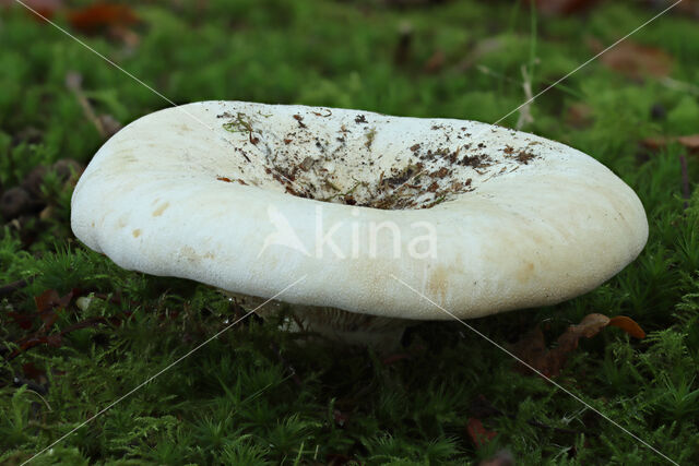 Fleecy Milk-cap (Lactarius vellereus)