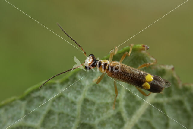 Malthinus seriepunctatus