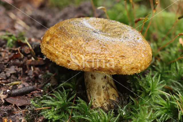 Zwartgroene melkzwam (Lactarius necator)