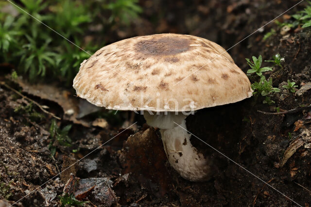 Panterchampignon (Agaricus impudicus)