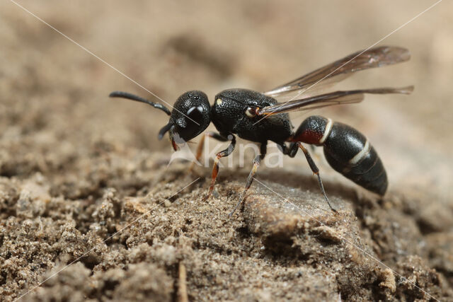 Microdynerus timidus