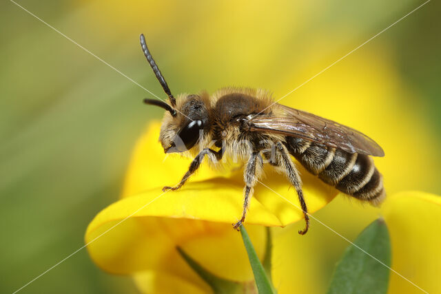 Bremzandbij (Andrena ovatula)