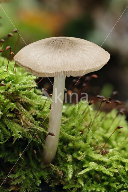 Grauwgroene hertenzwam (Pluteus salicinus)