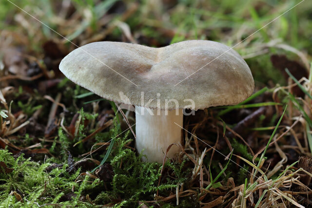 Violetgroene russula (Russula ionochlora)