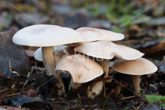 Flowery Blewit (Lepista irina)