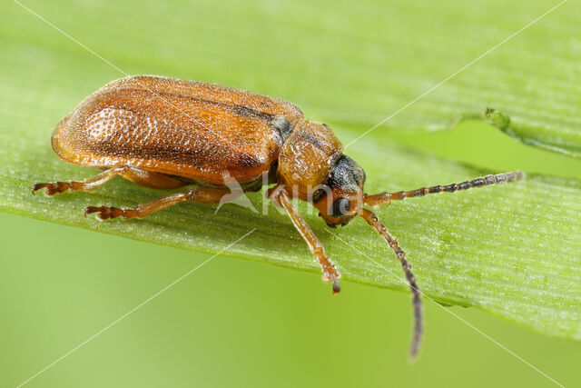 Galerucella pusilla