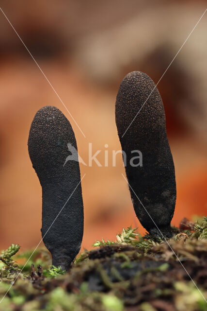 Esdoornhoutknotszwam (Xylaria longipes)