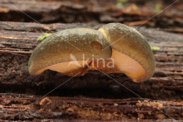 Groene schelpzwam (Panellus serotinus)