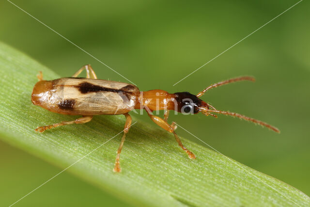 Viervlek Rietklimmer (Demetrias imperialis)