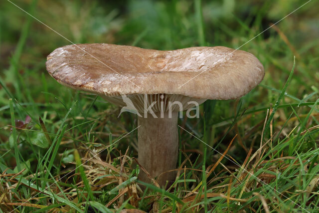 Grijsgroene melkzwam (Lactarius blennius)