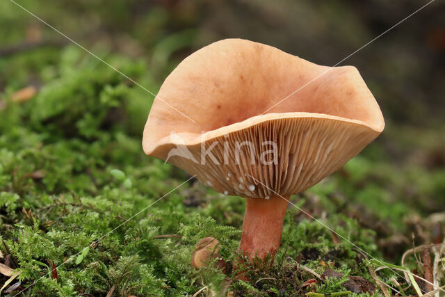 Bitterzoete melkzwam (Lactarius subdulcis)