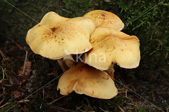 Sticky Scalycap (Pholiota gummosa)