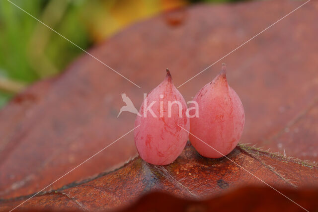 beech gall midge (Mikiola fagi)