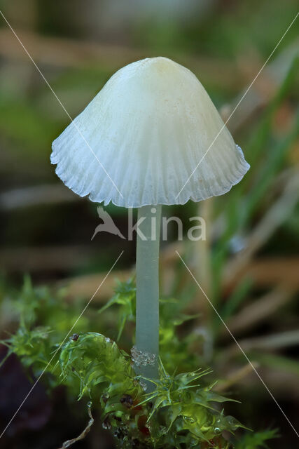 Bleekgele mycena (Mycena flavoalba)