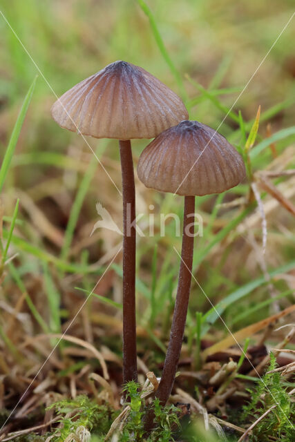 Melksteelmycena (Mycena galopus)