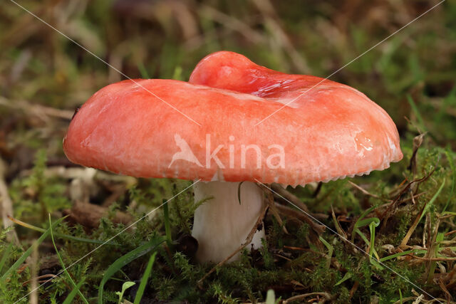 Stevige braakrussula (Russula mairei)