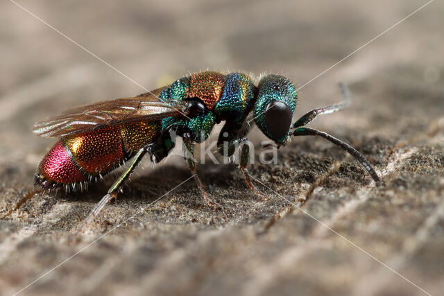 Chrysis illigeri