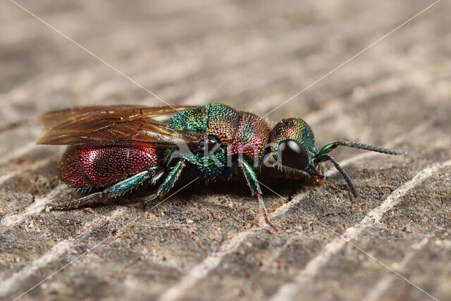 Chrysis illigeri