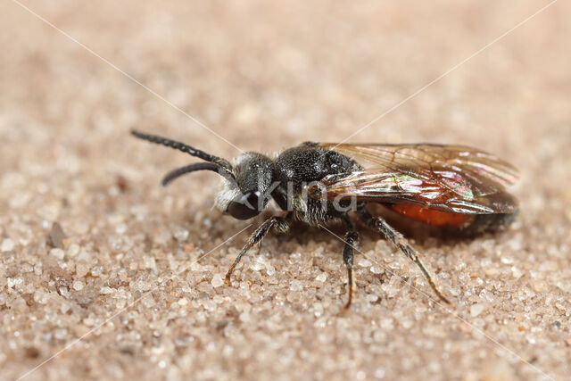 Rimpelkruinbloedbij (Sphecodes reticulatus)