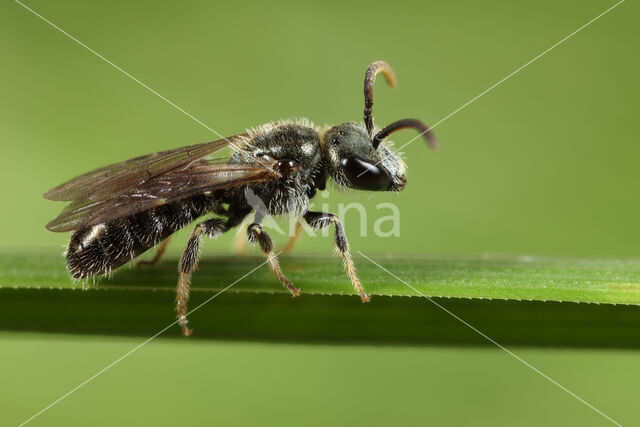 Gewone smaragdgroefbij (Lasioglossum leucopus)