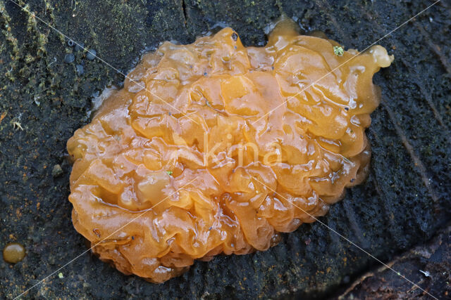 Oranje druppelzwam (Dacrymyces stillatus)