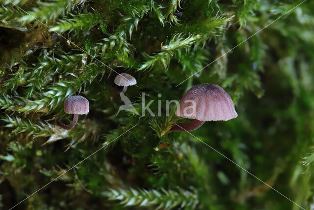 Lilabruine schorsmycena (Mycena meliigena)