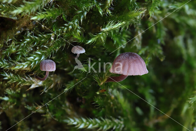 Mycena meliigena