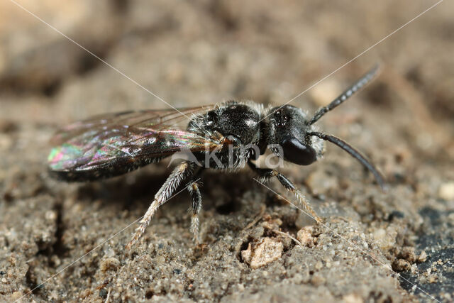 Glanzende groefbij (Lasioglossum lucidulum)