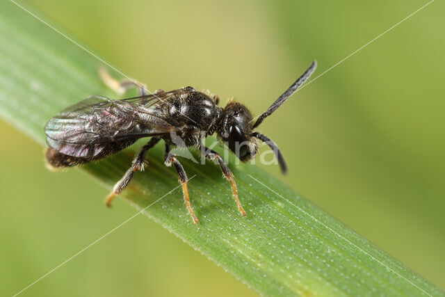 Fijngestippelde groefbij (Lasioglossum punctatissimum)