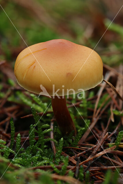 Scaly Rustgill (Gymnopilus sapineus)