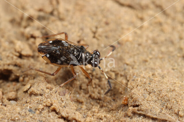 Chartoscirta cocksii