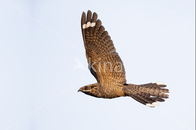 European Nightjar (Caprimulgus europaeus)